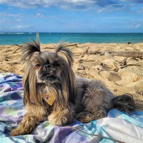 10 Rarest Shih Tzu Colors: Which Type is Right for You?