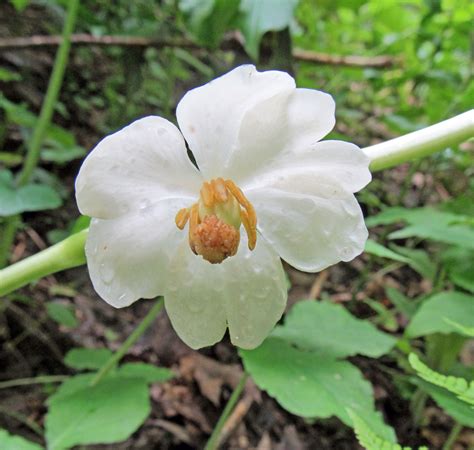 MAY APPLE OR MANDRAKE: (Podophyllum peltatum). Photographed May 23 ...
