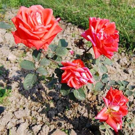 Explore Rare Variety Of Roses At Rose Garden | LBB, Delhi