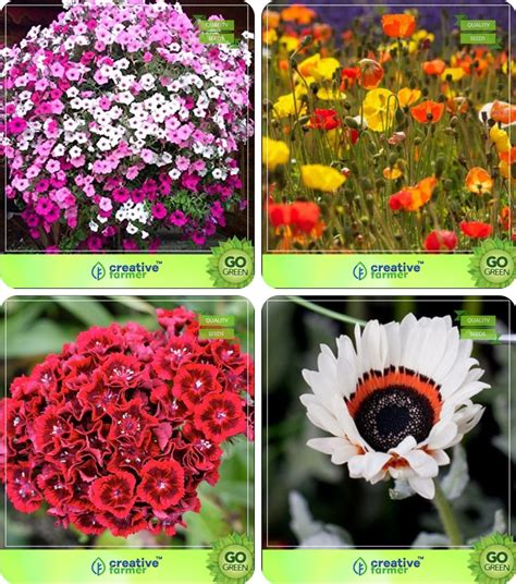 Creative Farmer Flower Seeds : Plant Seeds For Home Garden Flowers ...