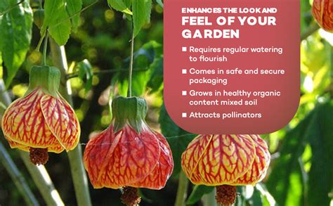 Golden Bloom Abutilon Pictum Chinese Lantern Jaba Hibicus Live ...