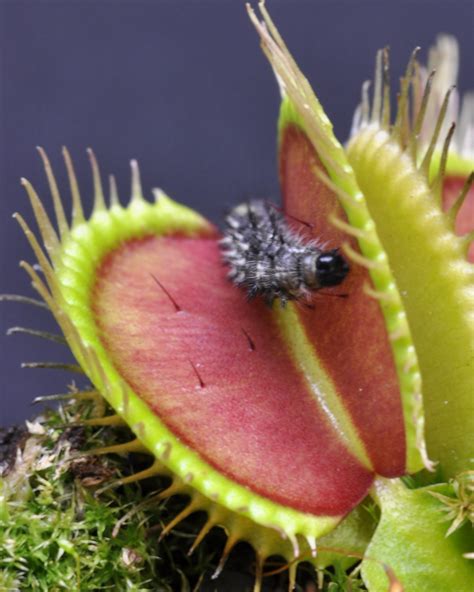 Bemm Venus Flytrap