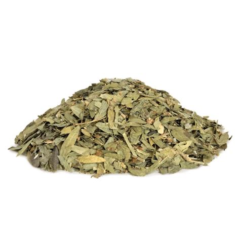 Hoja De Sen Planta Medicinal at Cheryl Talley blog