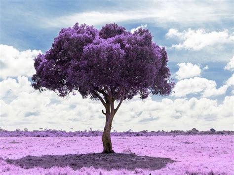 10 Spiritual Meanings of Color Purple, Symbolism & Psychology - What ...