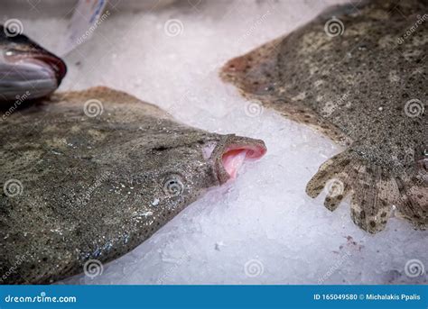 Skate Fish Resting on Ice on a Fish Market Stock Photo - Image of ...