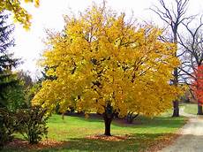 Yellow Tree Image by Yellow Maple Tree Free Stock Photo Domain Pictures Yellow Tree Image