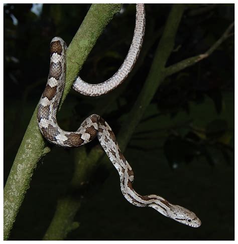 Eastern Rat Snake | Florida Backyard Snakes