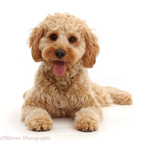 Image result for Dogs 101 Cockapoo