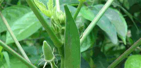 Green Okra Gardening At Home
