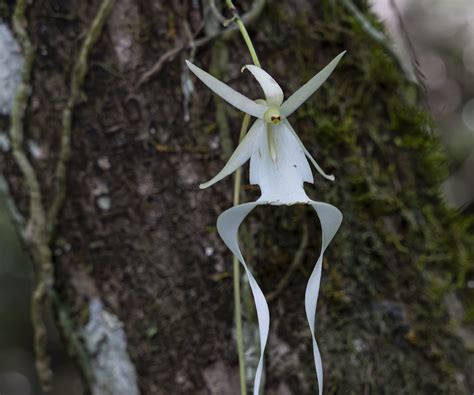 What is a ghost orchid? Experts reveal all with growing tips | Homes and Gardens