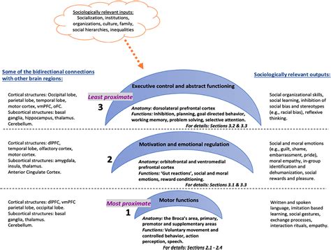 Prefrontal Cortex Function 的图像结果