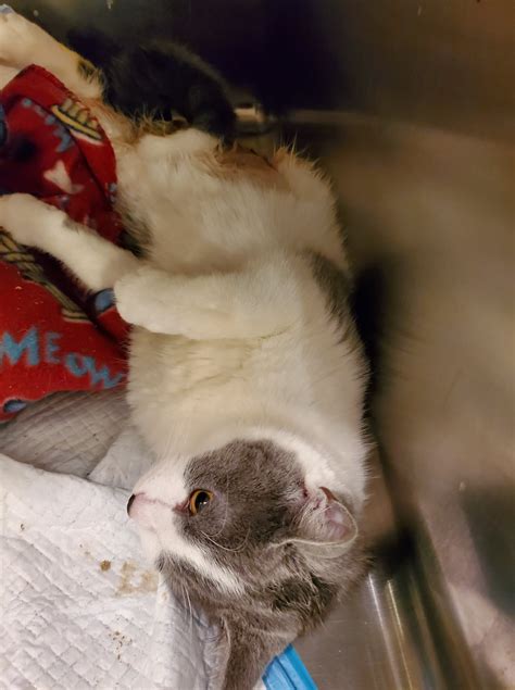 HIS HANDS EXTENDED SANCTUARY - Saint Paris OH - Hours, Directions ...