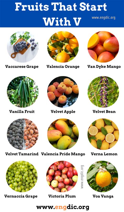 16 Fruits That Start With V (Properties and Pictures) - EngDic