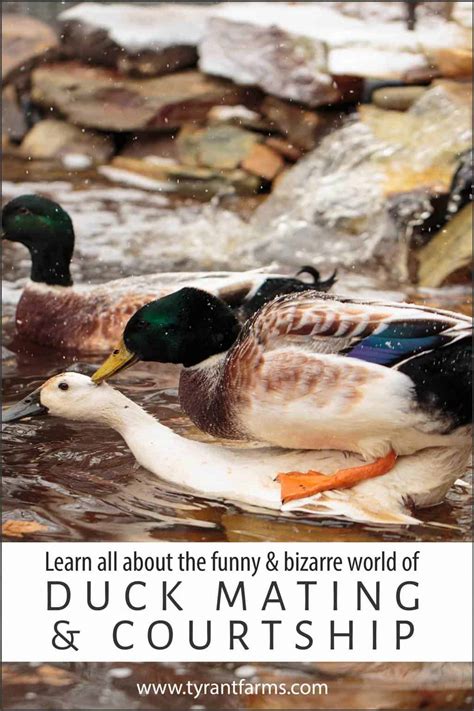 Understanding duck mating and courtship - Tyrant Farms