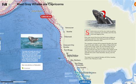 Gray Whale Migration and More Felt Mapping Ideas – St. Uriel Education