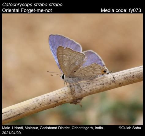 Catochrysops strabo | Butterfly