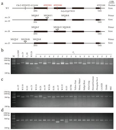 Fine-Mapping of Tomato male sterile-24 Locus and Marker Development for ...