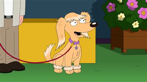 What Kind Of Dog Is Brian From Family Guy
