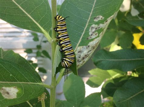 Monarch caterpillar on my milkweed. The real reason I let it grow ...
