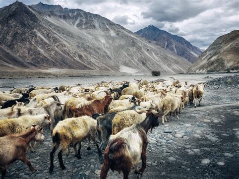Witness The Rare Wildlife Of Ladakh: Animals You Must See On The Roof Of The World
