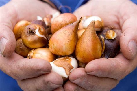 Image result for Bulb Planting Guide