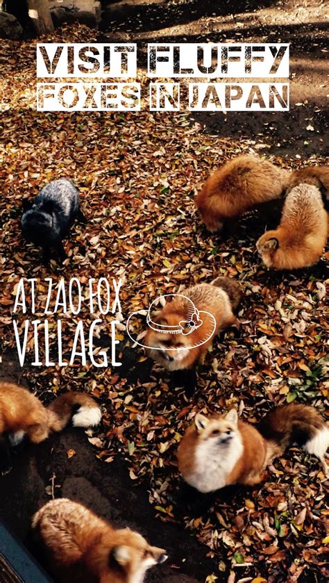 Visit These Cute Foxes In Japan | Cute fox, Japanese folklore, Japan