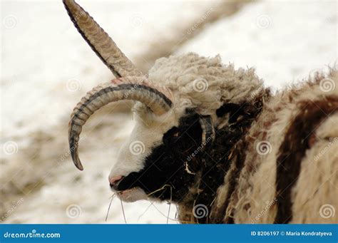Mutation. Four-horned Sheep. Stock Image - Image of aries, grazing: 8206197