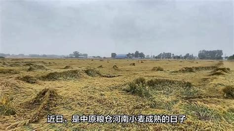 小麦因下雨发芽 农户哭诉损失惨重，究竟是怎么一回事？-三农视频-搜狐视频