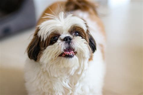 All Shih Tzu Breed: Essential Facts, Traits, and Care