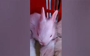 Image result for Baby Rabbits Being Born