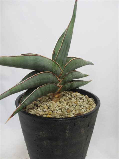 Sansevieria 『RORIDA Silver』big | COOL-PLANTs