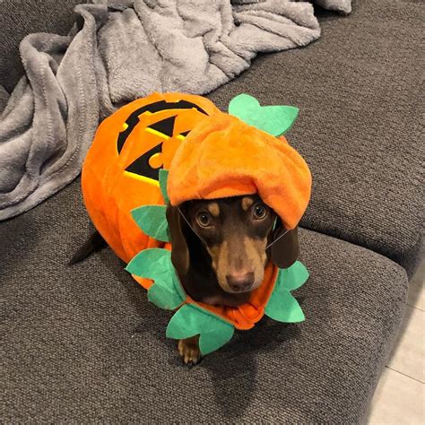 Dog Halloween Costume Dachshund at Mazie Goins blog