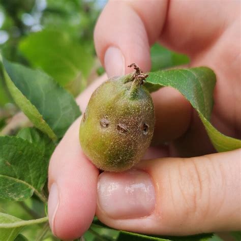 Image result for Fruit Tree Problems