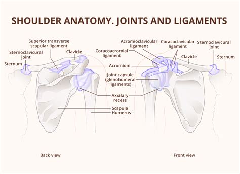 Shoulder Joint Anatomy Muscles Ligaments Movements Shoulder Joint - Anatomy, Muscles, Ligaments ...