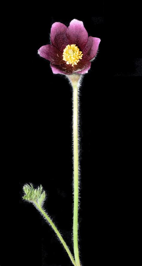 Pulsatilla rubra (Lam.) Delarbre | Plants of the World Online | Kew Science