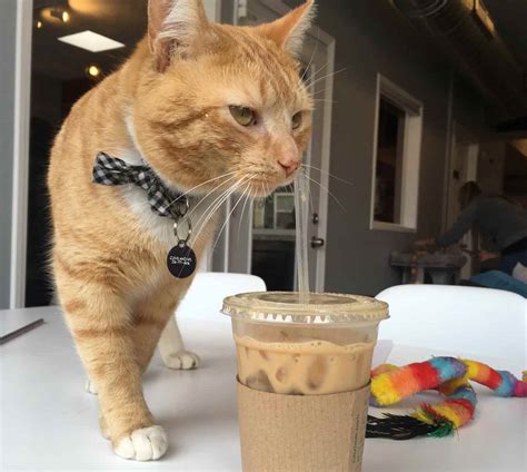 Cat Cafes: The 50 Best Coffee Shops with Cats in the United States | Chewy