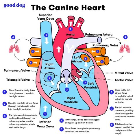 Dog Anatomy Heart