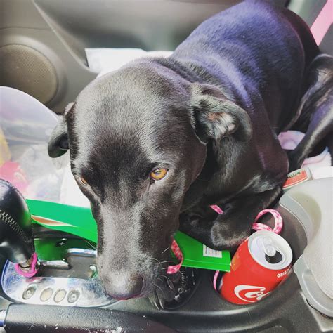 TEXAS LITTER CONTROL - Spring TX - Hours, Directions, Reviews - Loc8NearMe