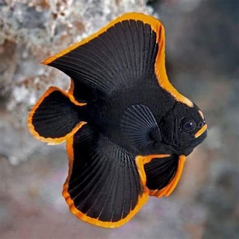 Color Fish 的图像结果