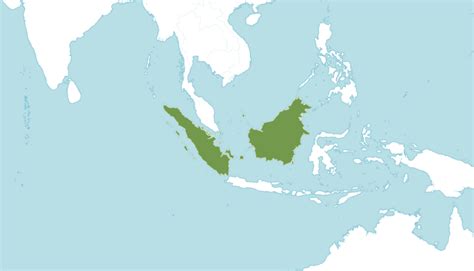 Rafflesia arnoldi | Kew