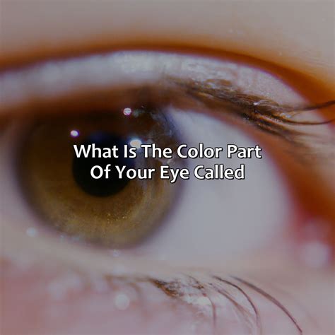 What Is The Color Part Of Your Eye Called - colorscombo.com