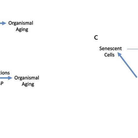Aging Model 的图像结果