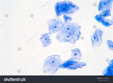 59 Cheek Cell Structure Royalty-Free Images, Stock Photos & Pictures ...