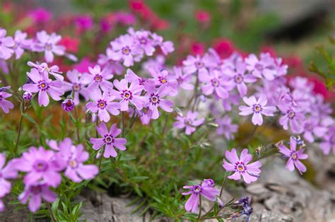 Creeping Phlox: Plant Care & Growing Guide