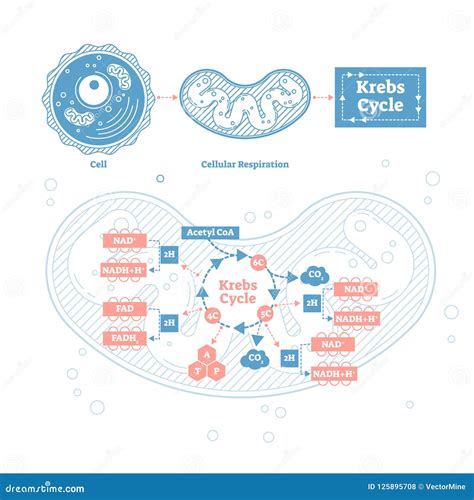 Krebs Cycle Vector Illustration. Cellular Respiration Labeled Outline Scheme Stock Vector ...