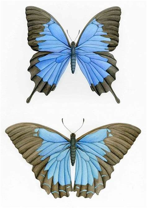 scientific illustration butterfly