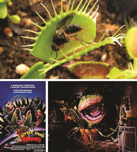 Alien Plants Horror 的图像结果