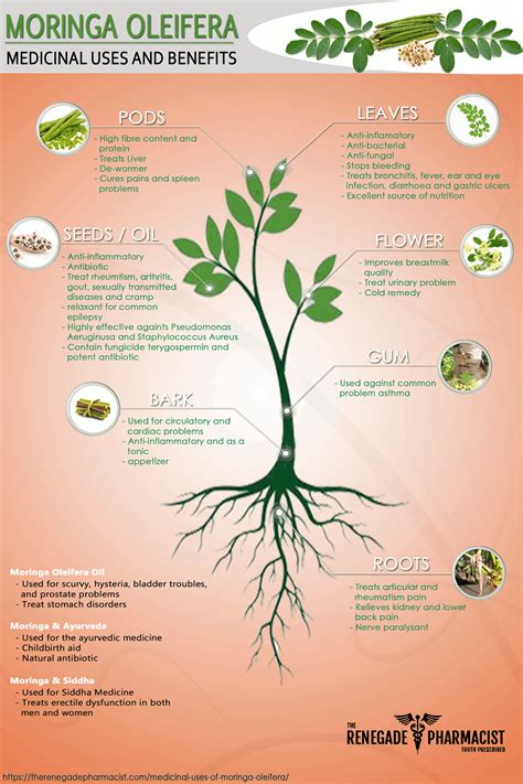 How Moringa Benefits Your Health - Medicinal Uses of Moringa Oleifera (+ Infographic) - The ...