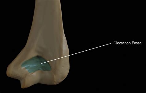 Olecranon Fossa of the Humerus: Anatomy and Clinical Insights - Anatomy ...