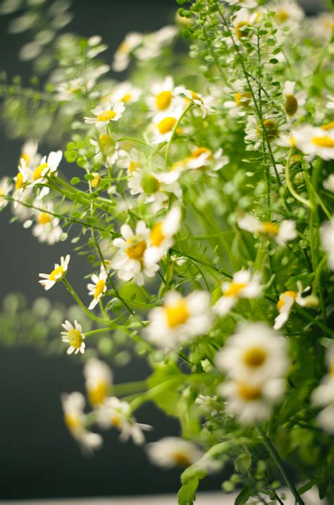 Beautiful daisies bloom in a soft, blurry focus. photo – Free Flower ...
